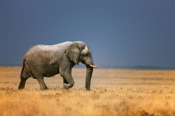 Image result for парке Крюгера слонов