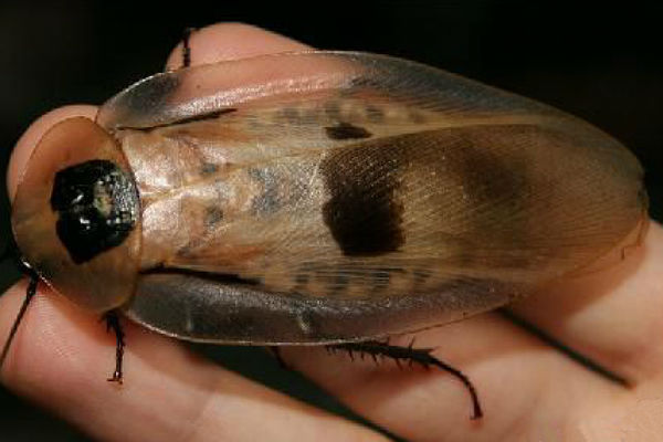 Калининградские ученые создали таракана-киборга