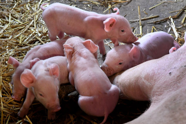 Генетики из Китая вывели новый сорт свиней с уменьшенным содержимым сала