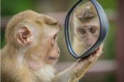 Маск ошибся: обезьяны с мозговыми имплантатами Neuralink погибли