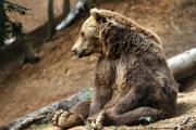 «Охраняешь? А собирать научишься?»: житель Дальнего Востока пошел за черемшой в компании медведей