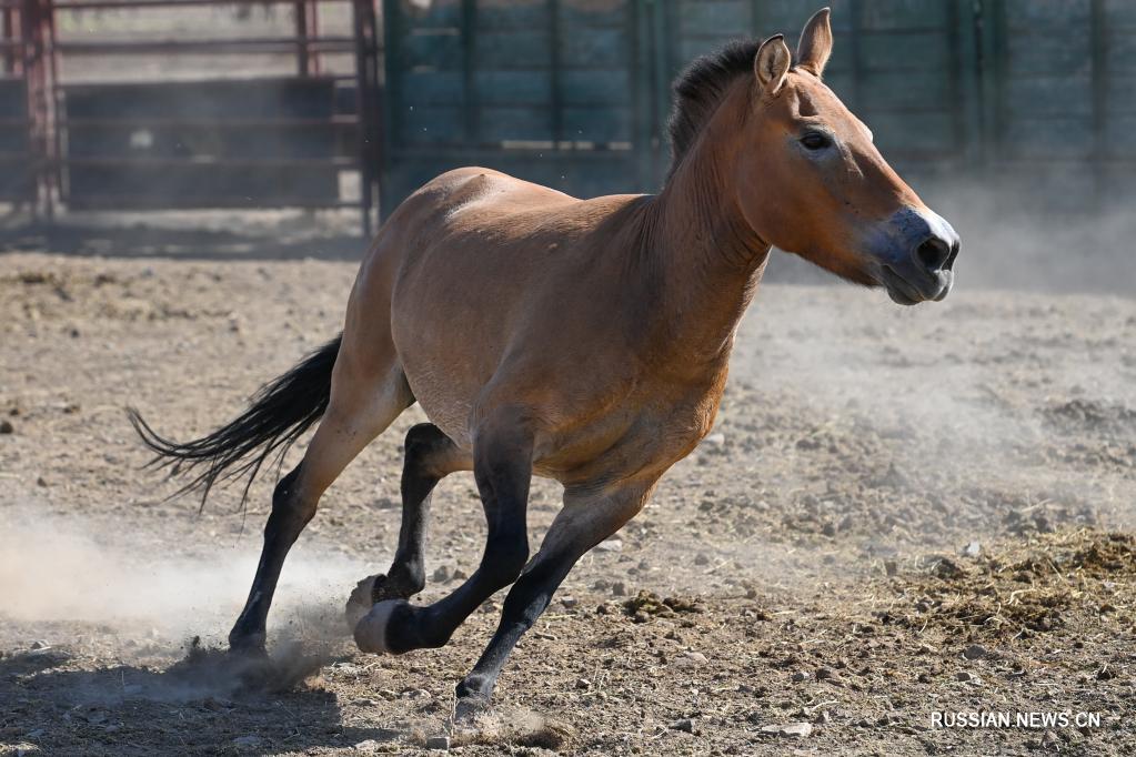 Фотографы «Синьхуа» показали жизнь лошадей Пржевальского в их родных краях- Газета Труд